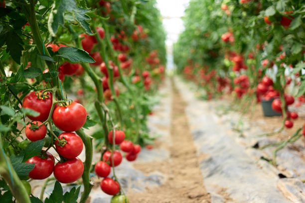 Affordable Agricultural Solar Solutions for Irrigation, Cold Rooms, Farming